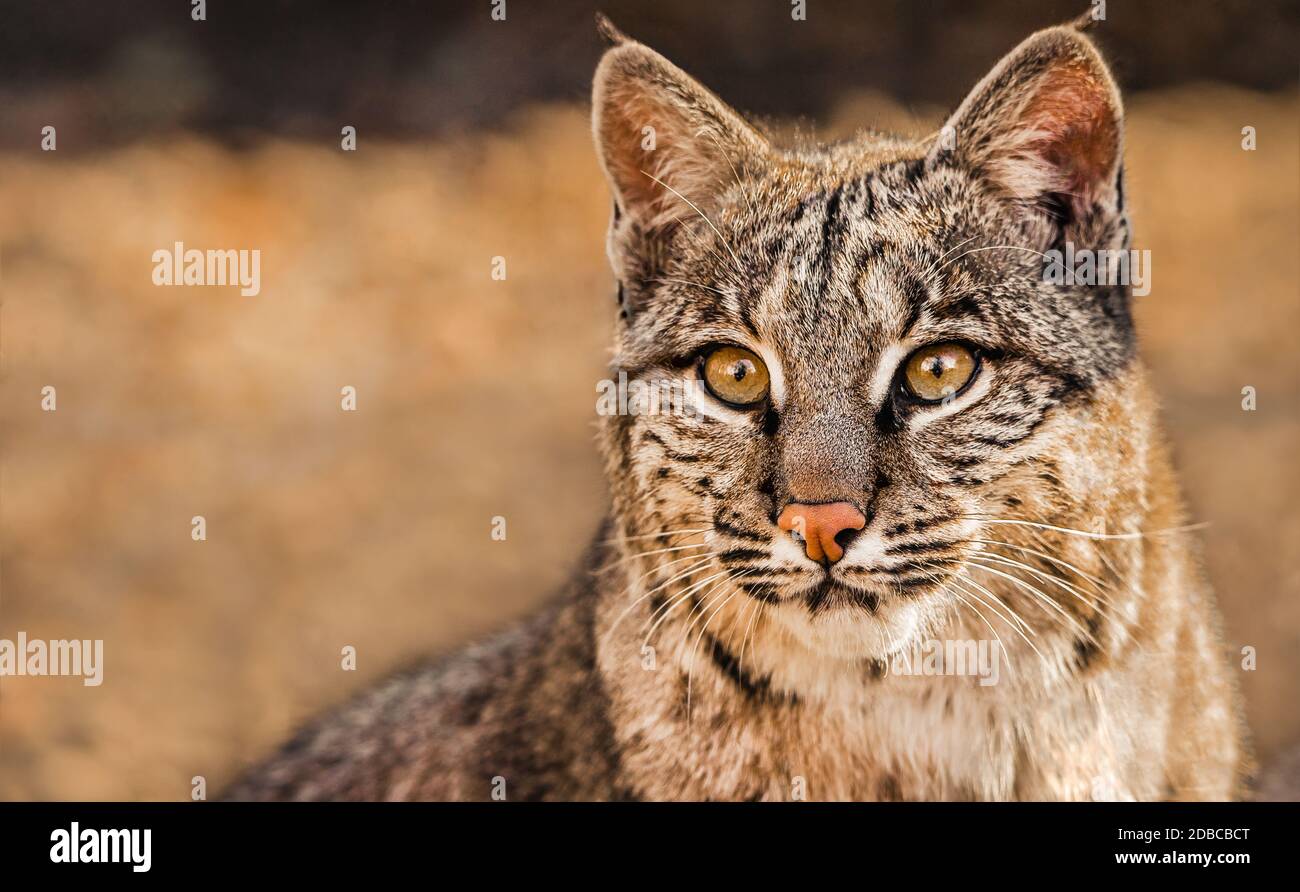 Gros Plan D Un Chat A Bobcat Alias Lynx Rufus Un Chat Sauvage Nord Americain Photo Stock Alamy