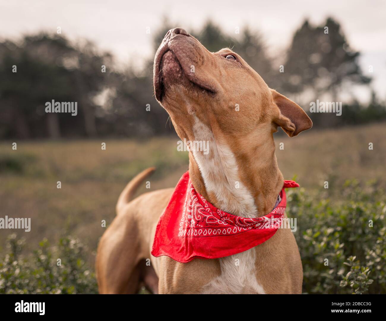 Nouveau pitbull terrier pup regardant avec joie son humain ami Banque D'Images
