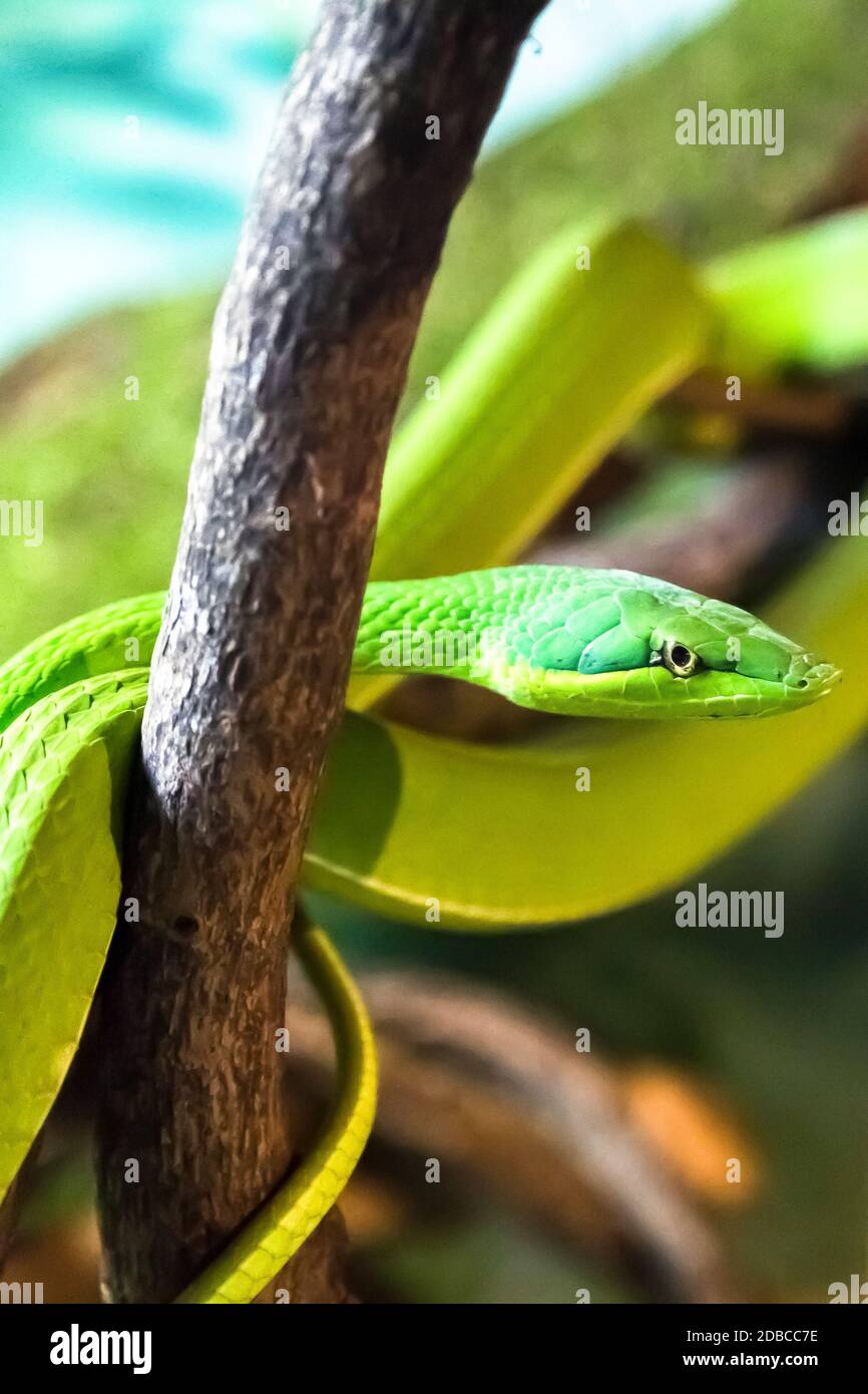 Un serpent vert de vigne dans une posture de grève, dangereux. Banque D'Images
