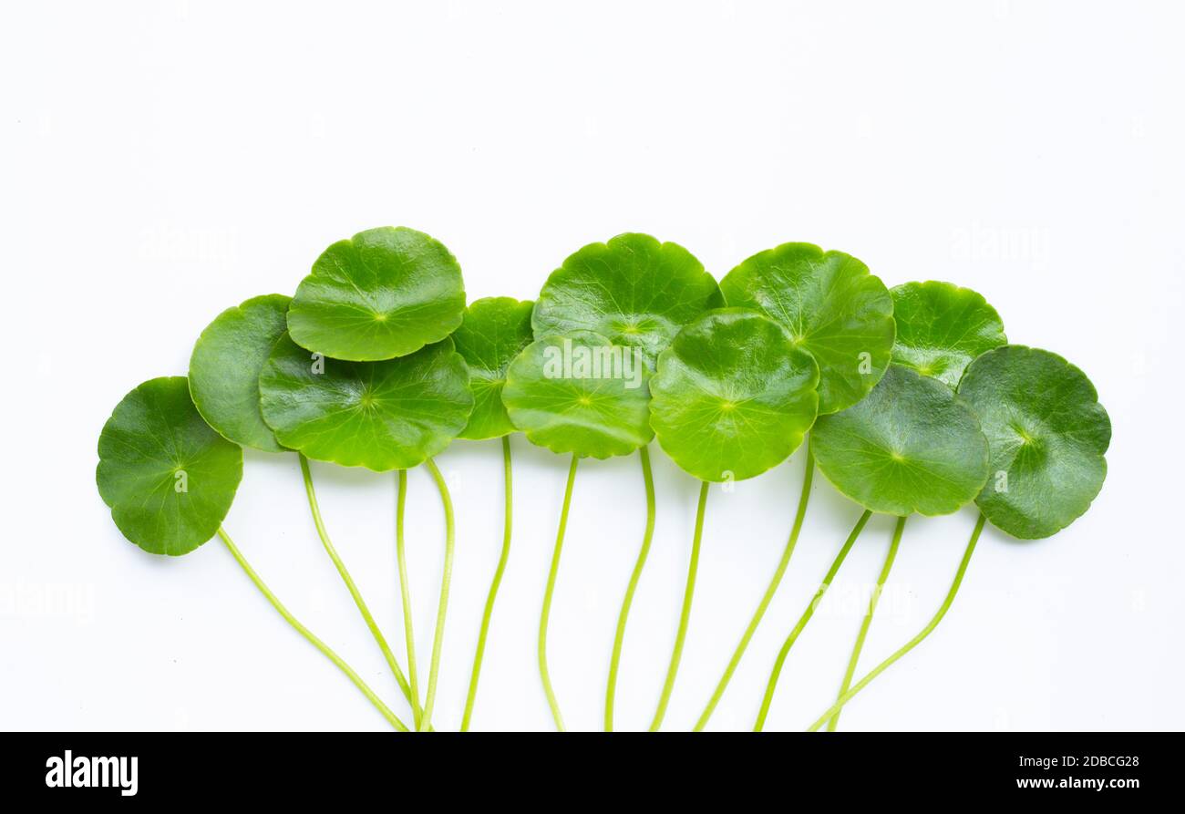 Centella asiatica quitte sur fond blanc. Espace de copie Banque D'Images