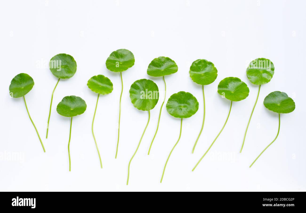 Centella asiatica quitte sur fond blanc. Banque D'Images