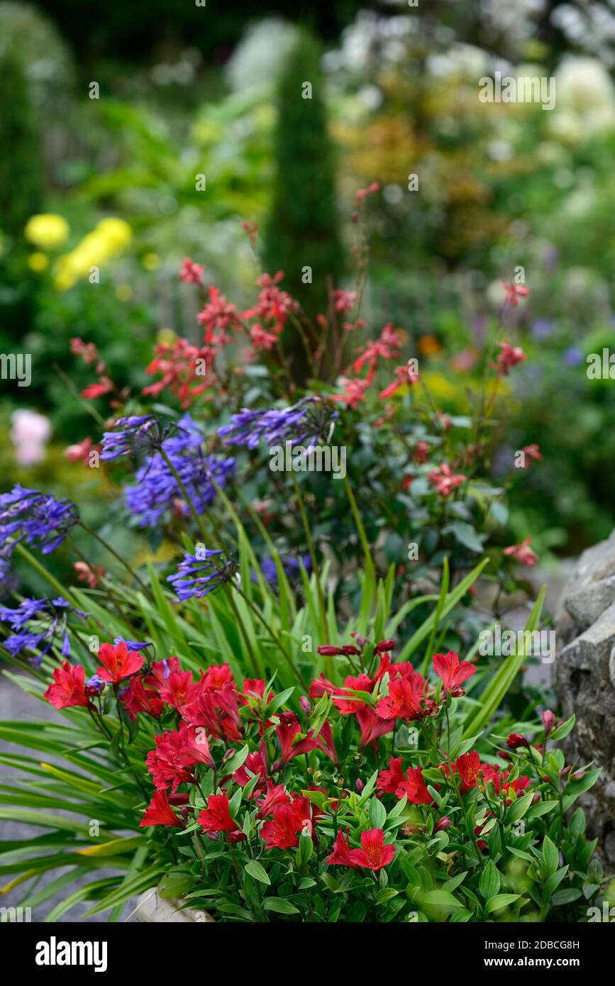 alstroemeria rouge,agapanthus,bleu, rouge,fleurs,fleur,fleur,jardiner,pots,pot,contenant,jardins,combinaison mixte,RM Floral Banque D'Images