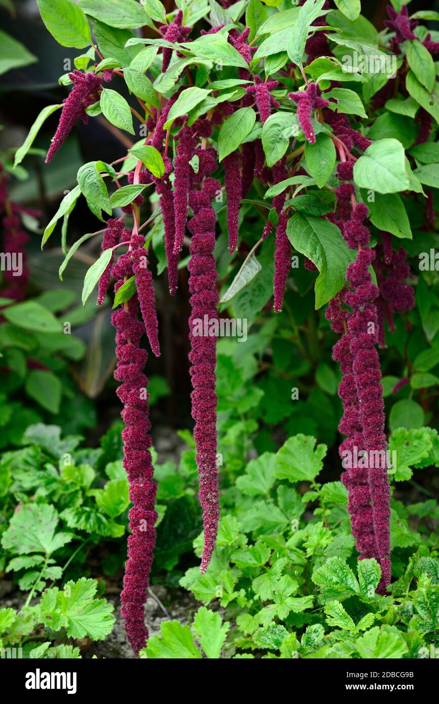 Amaranth caudatus,saignements de mensonges d'amour,fleurs sombres,feuilles,inflorescence pourpre,fleurs,fleur,Floraison,mélange,mixte,jardinage,combinaison de plantation,RM Flo Banque D'Images