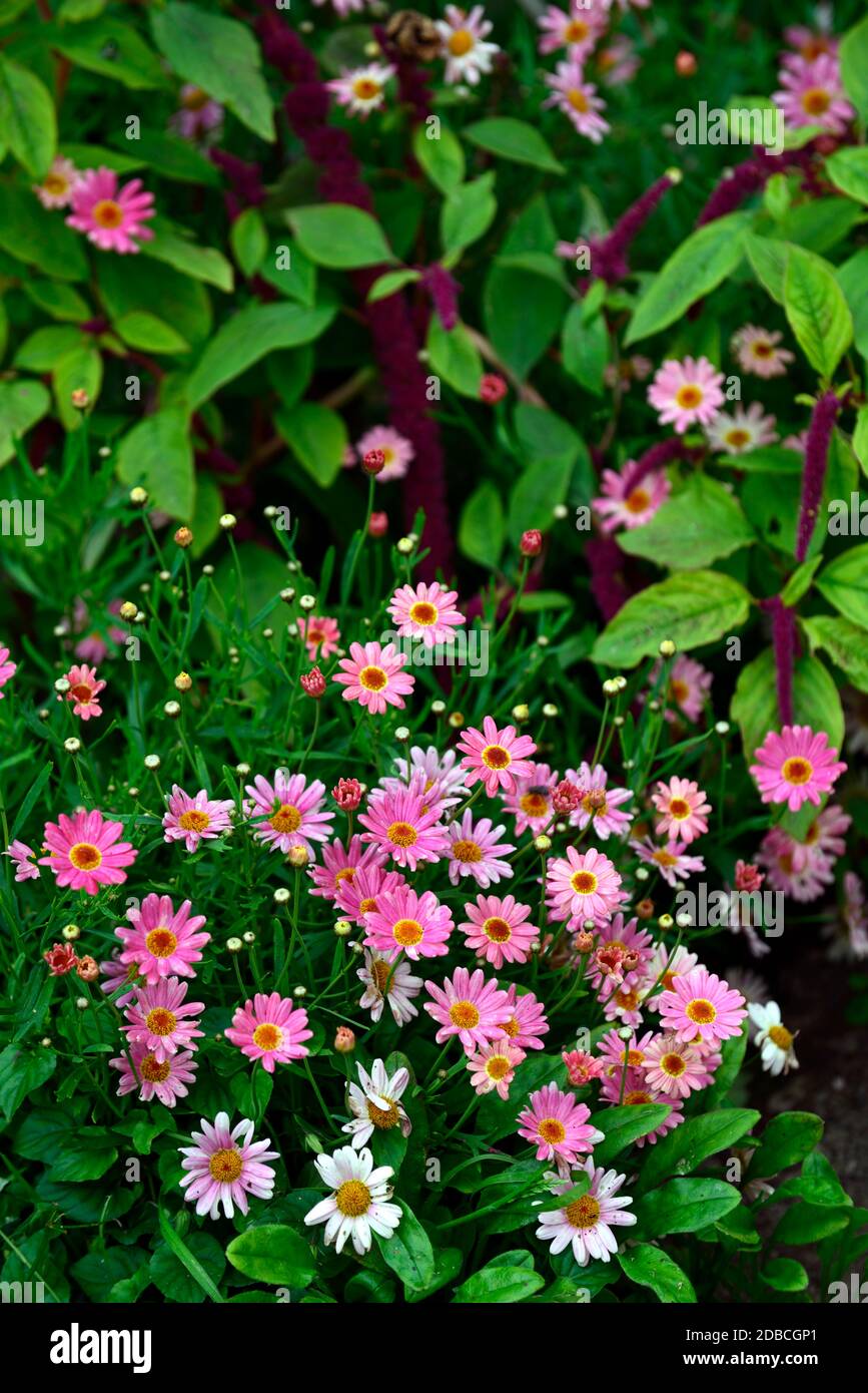 Argyranthemum,marguerite, marguerite Marguerite,DAISY DAISY,Amaranth caudatus,Love lie saignant,fleurs sombres,feuilles,inflorescence pourpre,pêche,rose,fleurs Banque D'Images