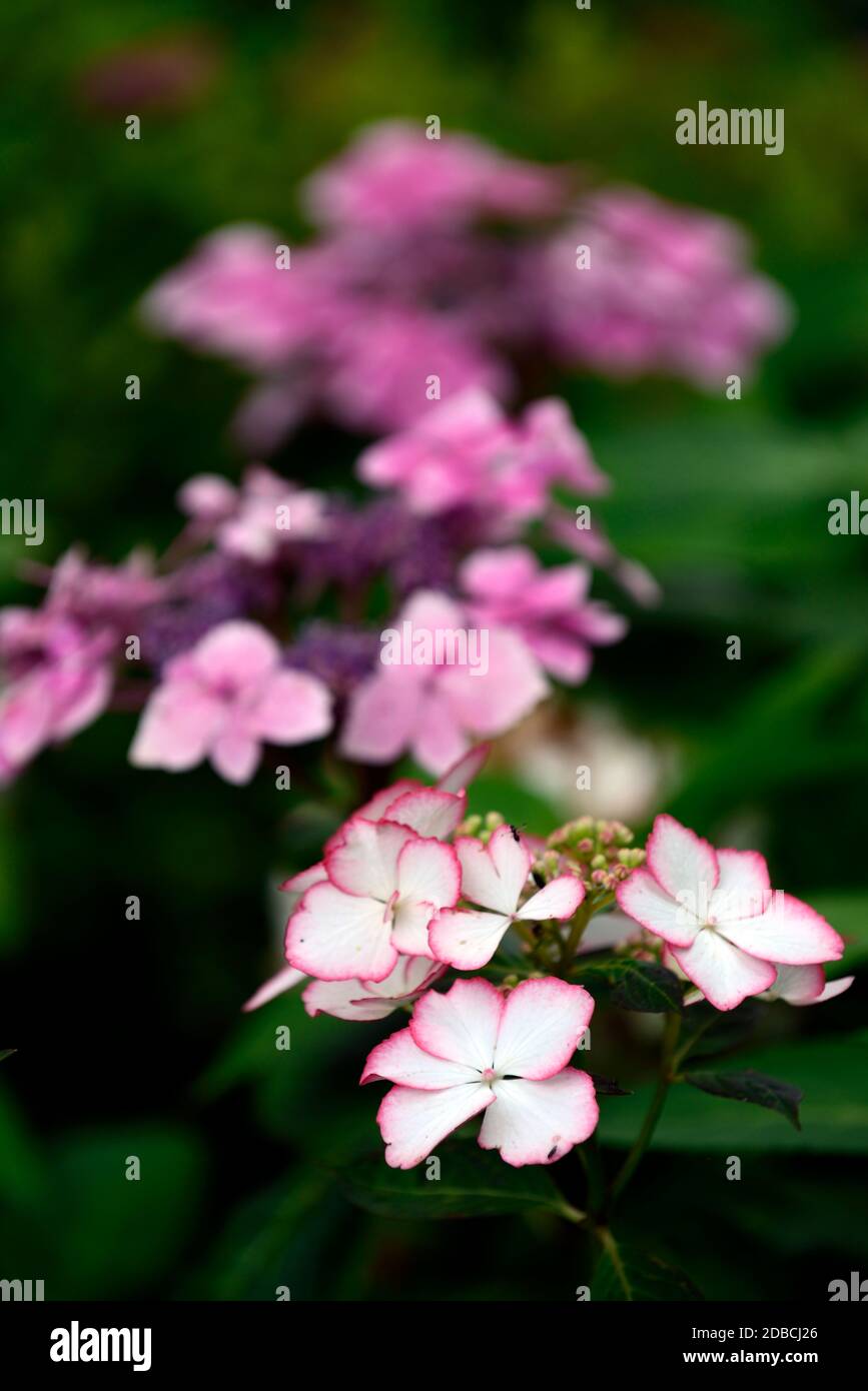 Hydrangea serrata Kiyosumi,tête de mop hortensia,fleur blanche à bords roses,fleurs blanches à bords roses,inflorescence,lacecap Hydrangeas,Hydrangea serrata Kiyos Banque D'Images