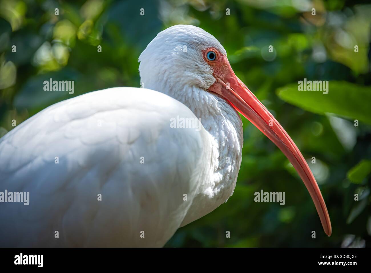 Magnifique ibis blanc américain à Tampa, Floride. (ÉTATS-UNIS) Banque D'Images