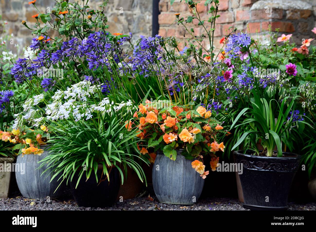 agapanthus,dahlia bleu bayou,begonia,tithonia,orange, blanc, bleu, violet,fleurs,fleur,floraison,jardinerie,pots,pot,contenant,jardins,mélange Banque D'Images