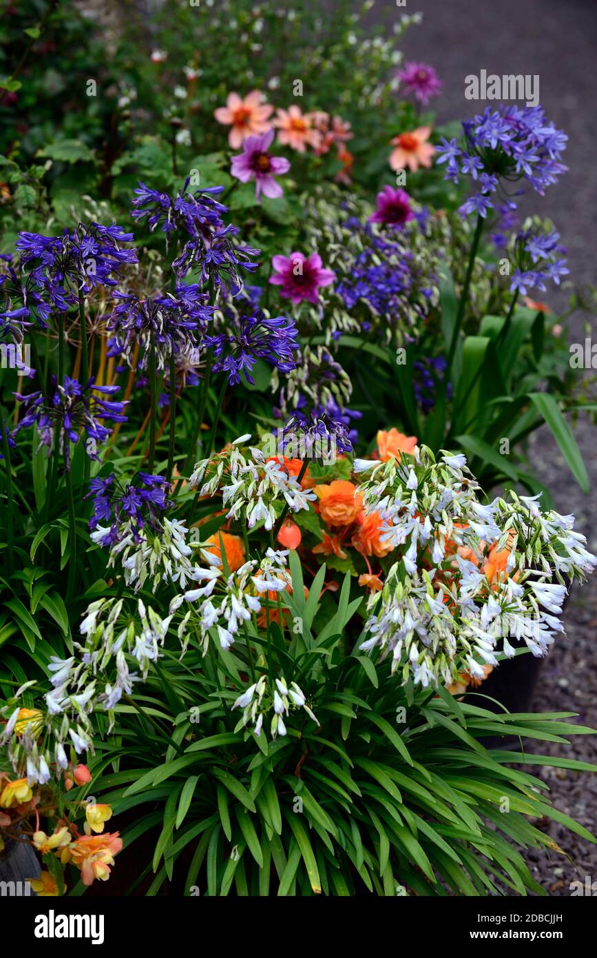 agapanthus,dahlia bleu bayou,begonia,tithonia,orange, blanc, bleu, violet,fleurs,fleur,floraison,jardinerie,pots,pot,contenant,jardins,mélange Banque D'Images