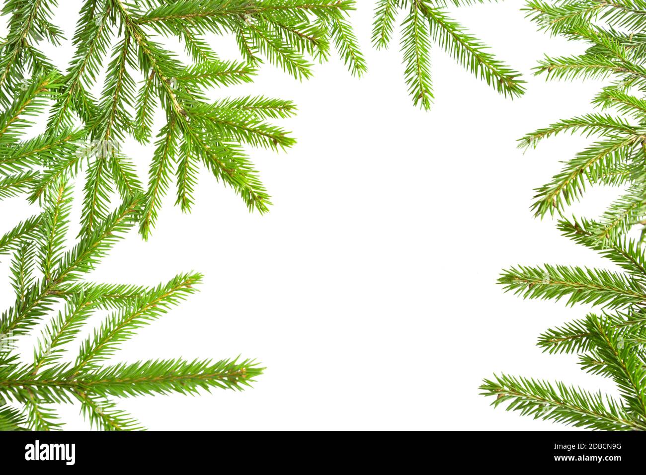 Cadre naturel de branches d'épinette verte fraîche sur fond blanc, isoler. Noël, nouvel an, arbre de Noël. Copier l'espace Banque D'Images Cadre naturel de branches d'épinette verte fraîche sur fond blanc, isoler. Noël, nouvel an, arbre de Noël. Copier l'espace Banque D'Images
