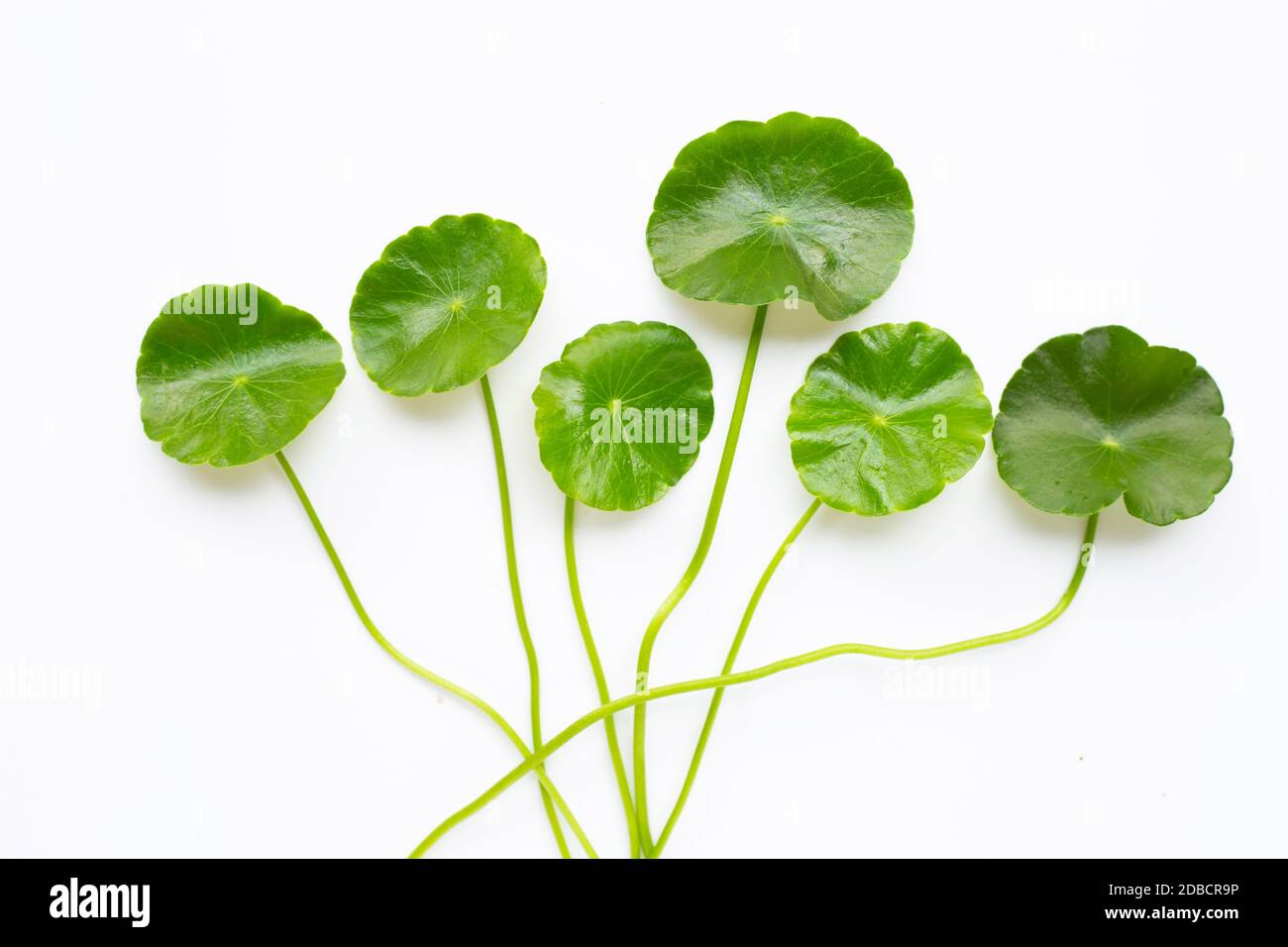 Gotu kola feuilles sur fond blanc. Banque D'Images