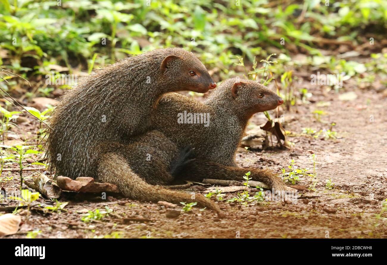 Accouplement de la Bernache grise, herpétes edwardsii, Sindhudurg, Maharashtra, Inde Banque D'Images