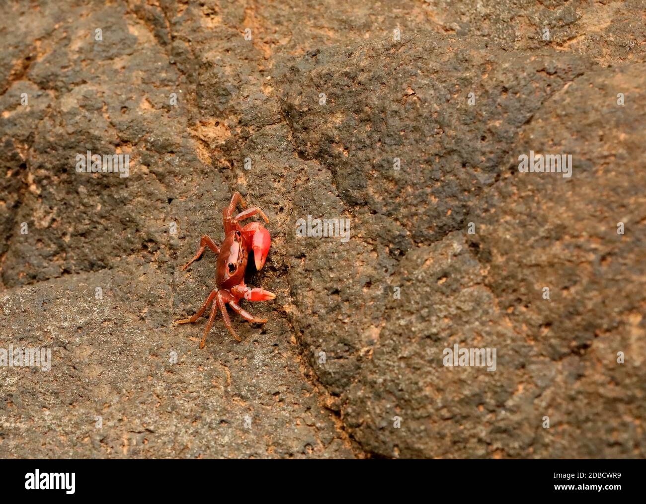 Crabe d'eau douce, Ghatiana botti, Sindhudurg, Maharashtra, Inde Banque D'Images