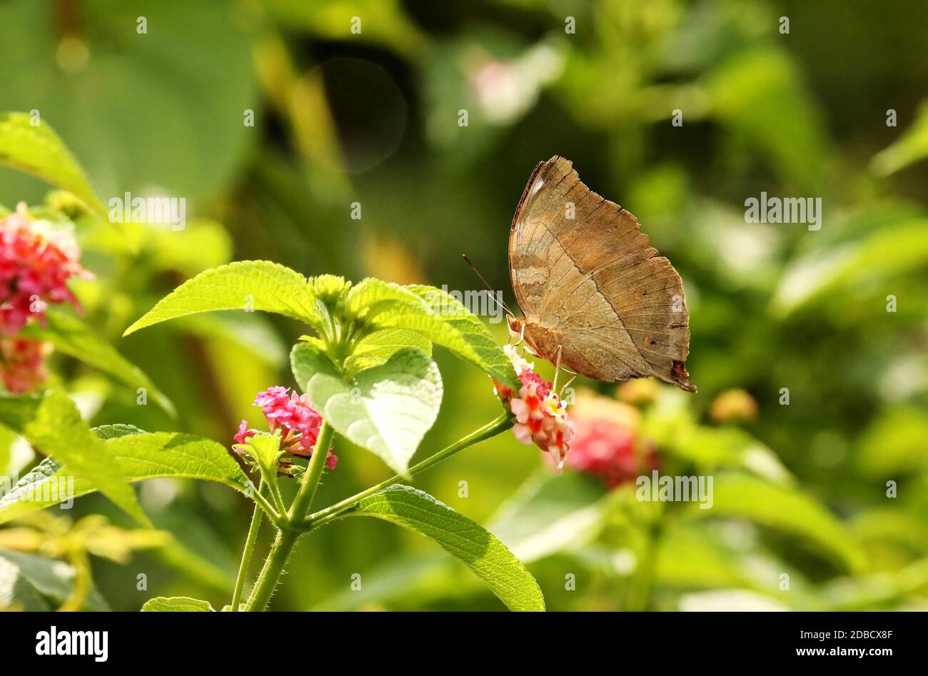 Orange Oakleaf Butterfly, Kallima inachus, Sammillan Shetty's Butterfly Park, Beluvai, Karnataka, Inde Banque D'Images