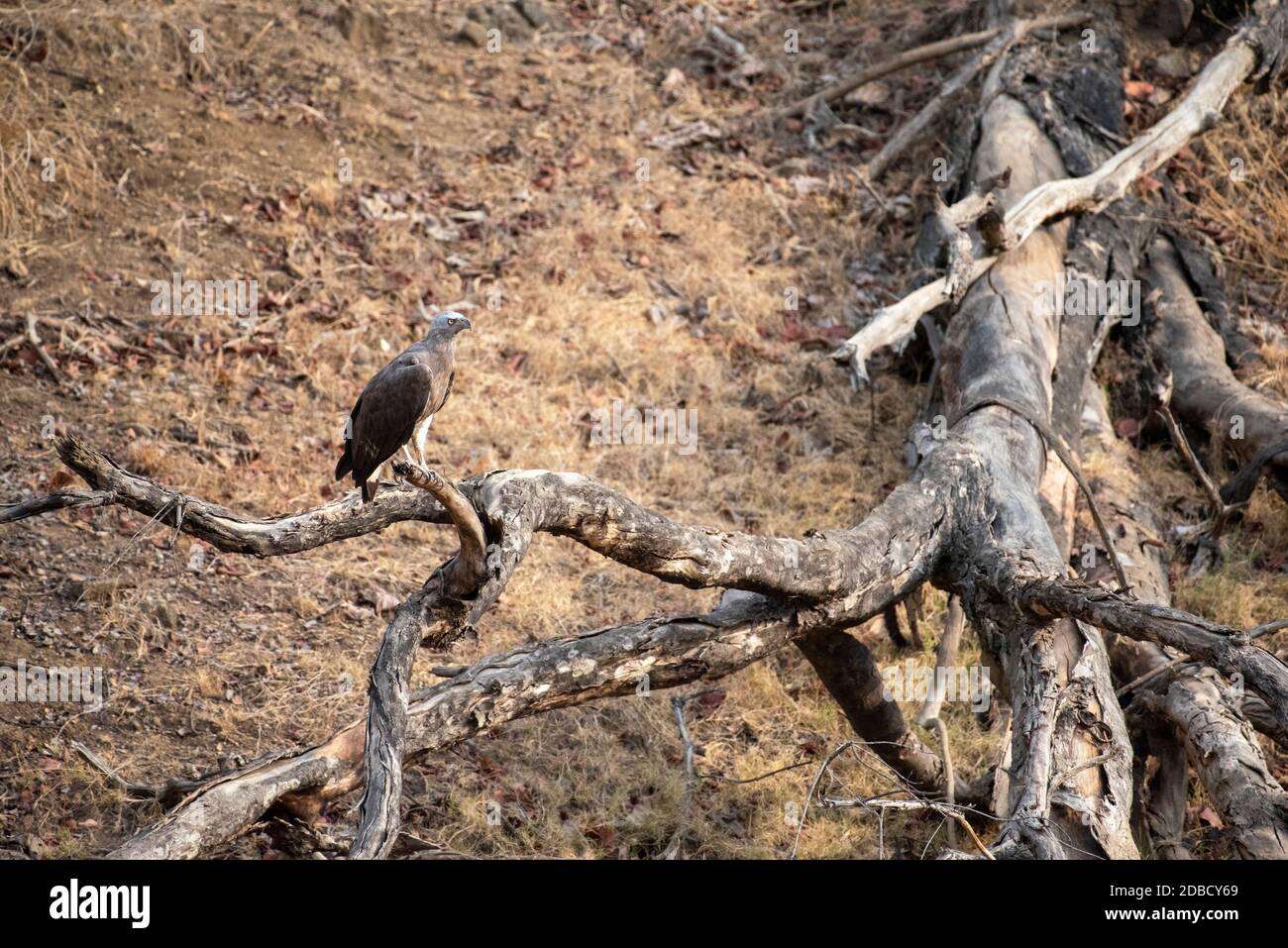 Aigle à tête grise sur branche d'arbre, Ichthyophaga ichthyaetus, réserve de tigres de Satpura, Madhya Pradesh, Inde Banque D'Images