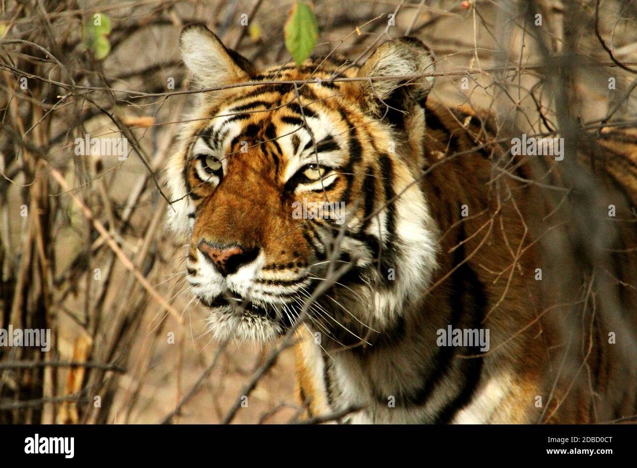 Legendary Tigre Machli gros plan, réserve de RanthamboreTiger, Rajasthan, Inde Banque D'Images