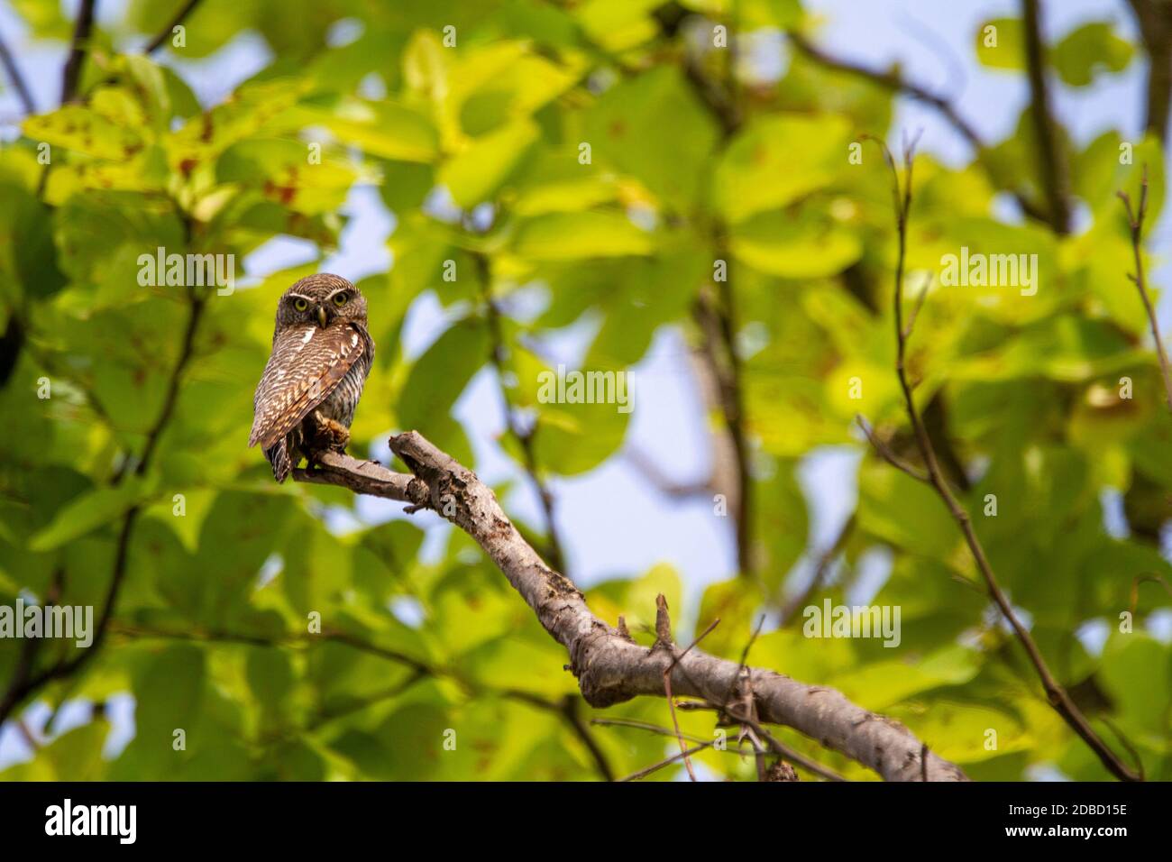 Owlet tacheté sur branche d'arbre, Athene brama, réserve de tigre de Kanha, Madhya Pradesh, Inde Banque D'Images