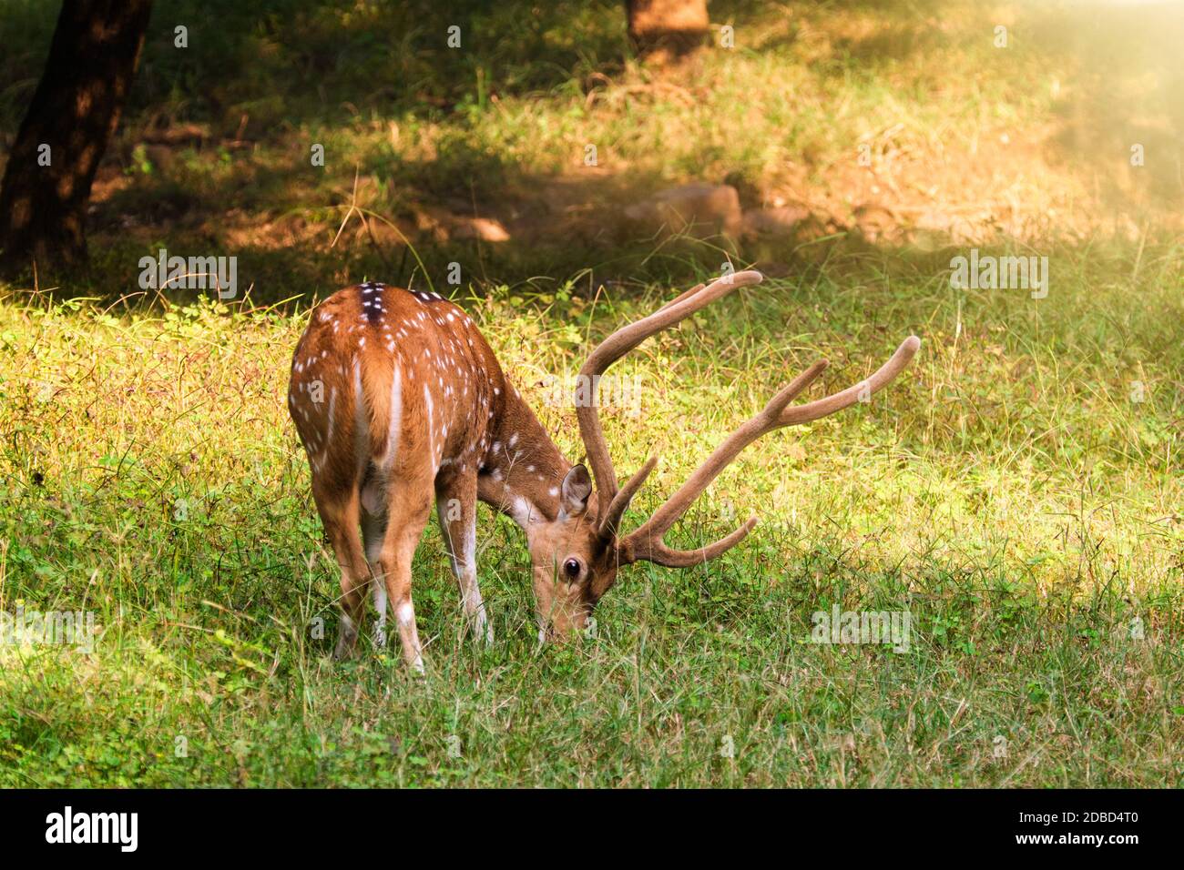 Beau cerf à chital ou à pois broutant dans l'herbe dans le parc national de Ranthambore, Rajasthan, Inde Banque D'Images