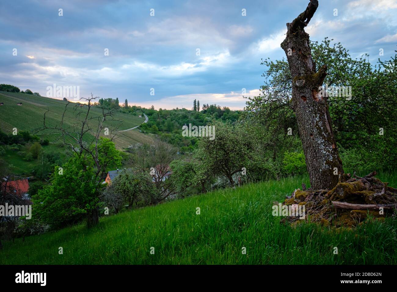 Tronc d'arbre de fruit mort sur un pré avec des nuages dedans le ciel Banque D'Images
