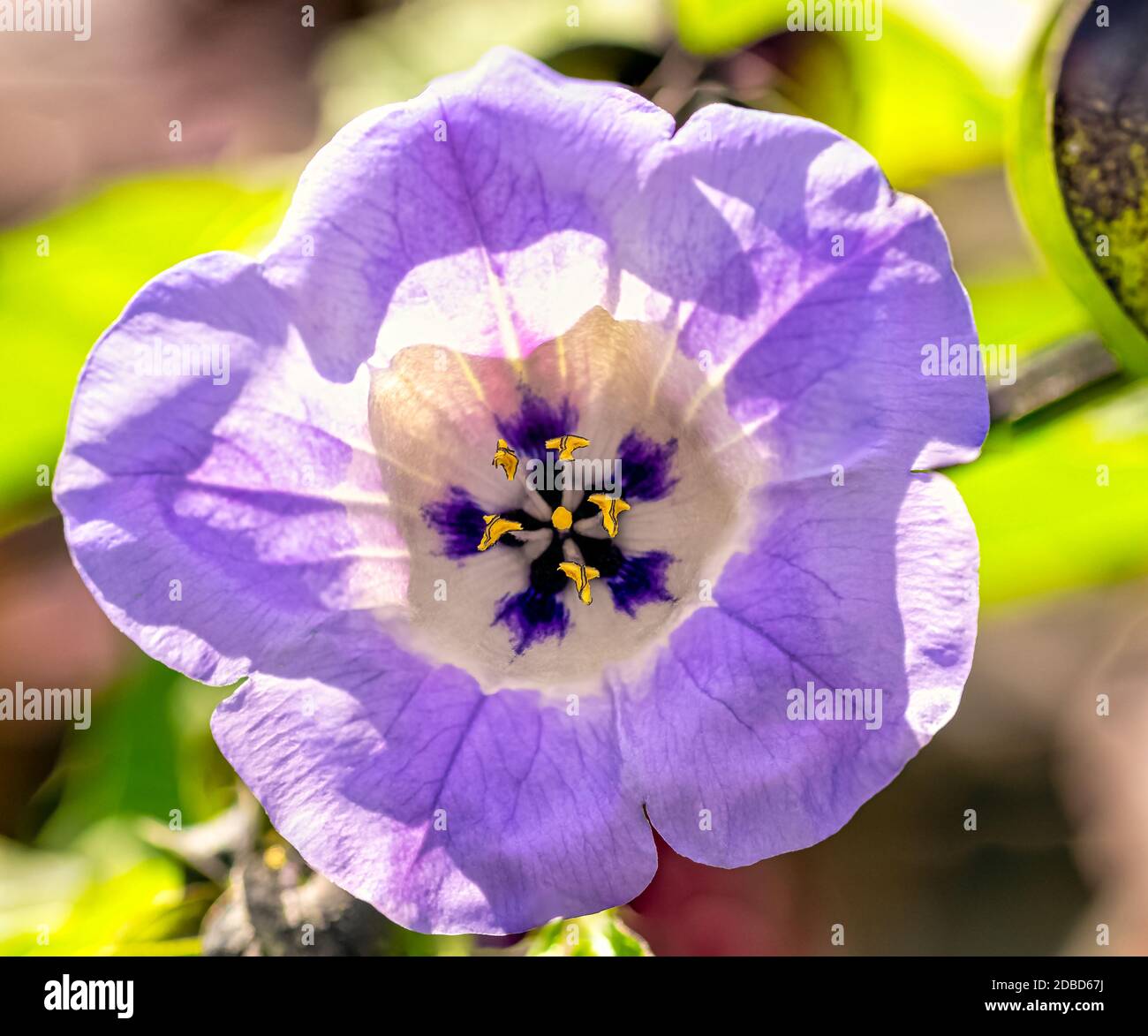 Nicandra physalodes connu sous le nom de pomme-du-Pérou et plante de shoo-mouche Banque D'Images