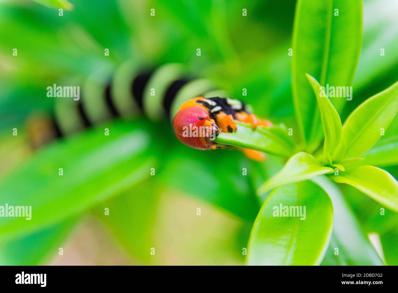 Pseudosphinx Tetrio caterpillar, Guadeloupe Banque D'Images