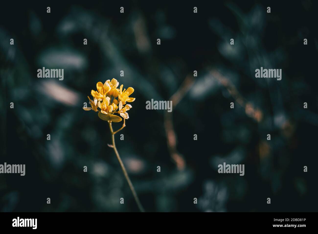 Gros plan d'un bouquet isolé de petites fleurs jaunes un arrière-plan sombre non focalisé Banque D'Images