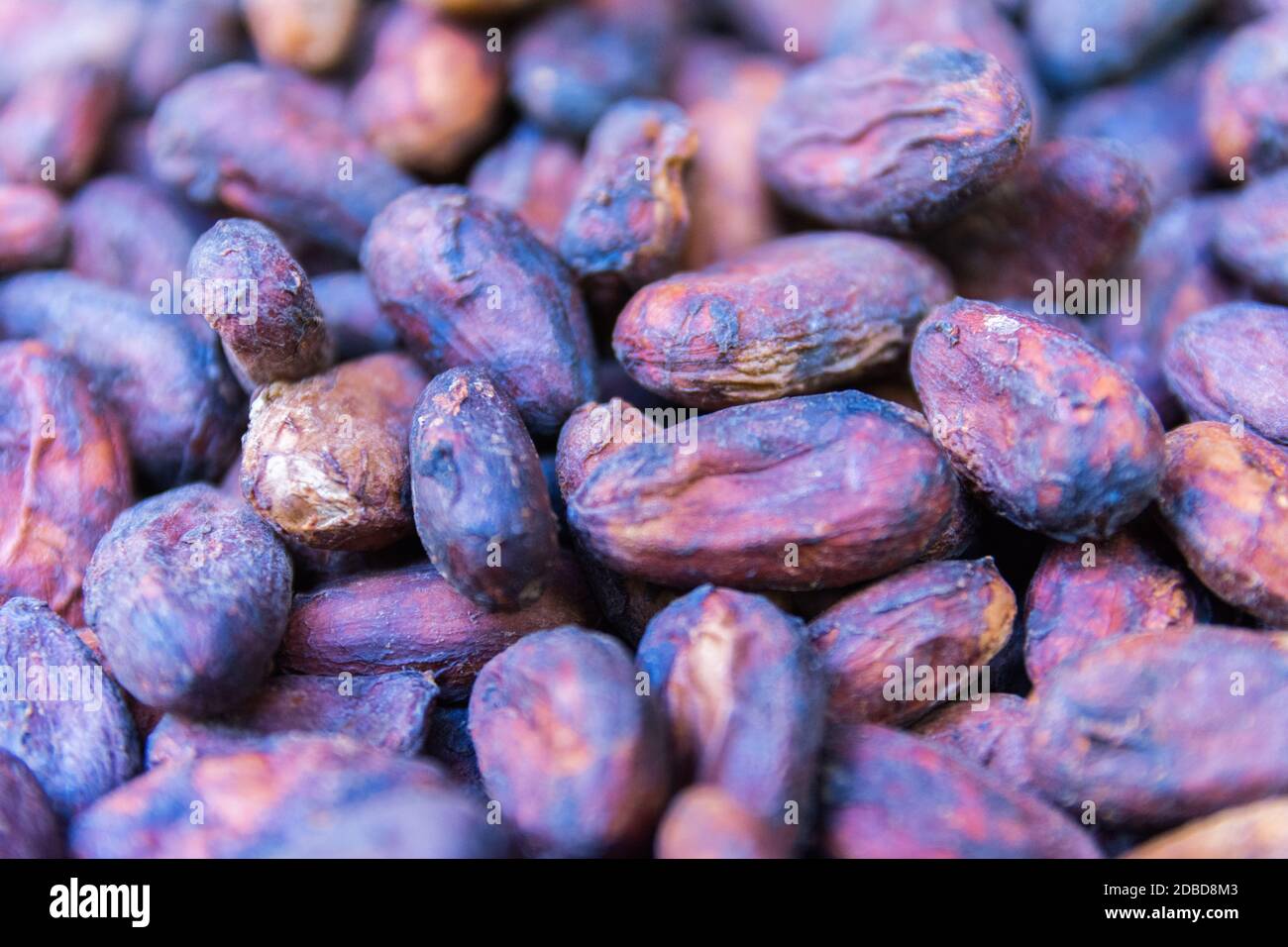 Cacao de la Guadeloupe, Basse-Terre, Guadeloupe Banque D'Images