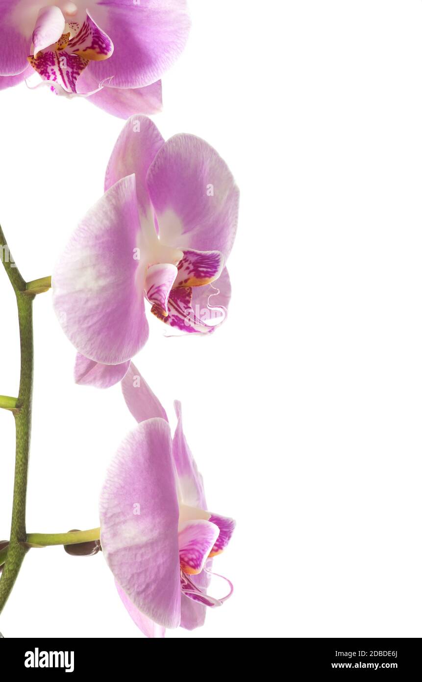 Orchidée rose sur fond blanc. Banque D'Images