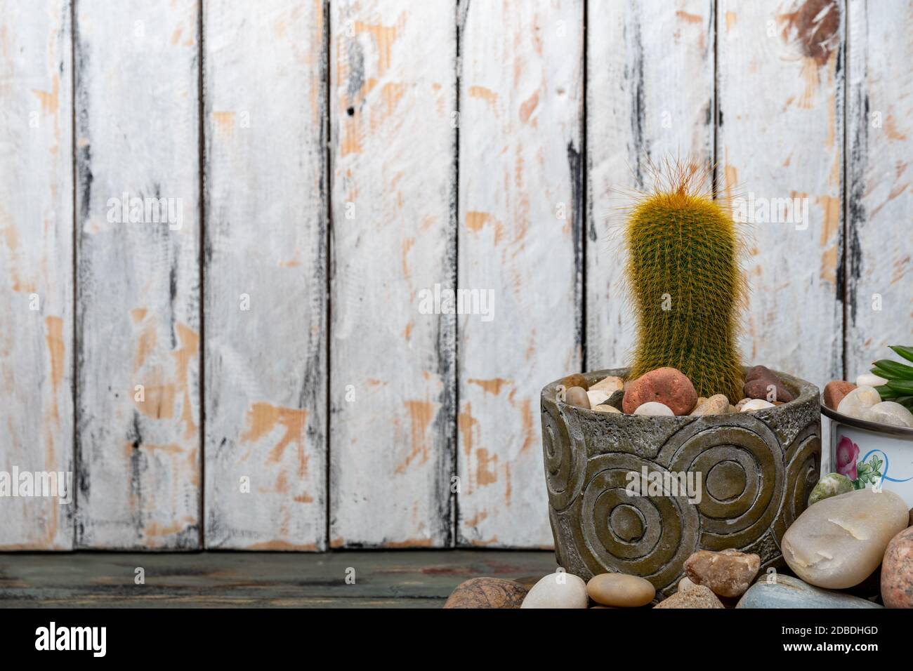 poires et succulents pickly dans de petits pots décoratifs à côté de pierres rondes Banque D'Images