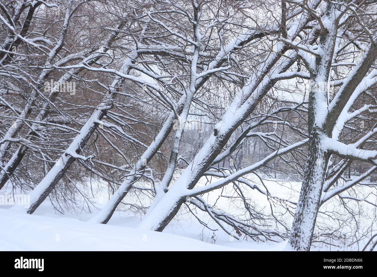 Les arbres inclinés sur un lac gelé Banque D'Images