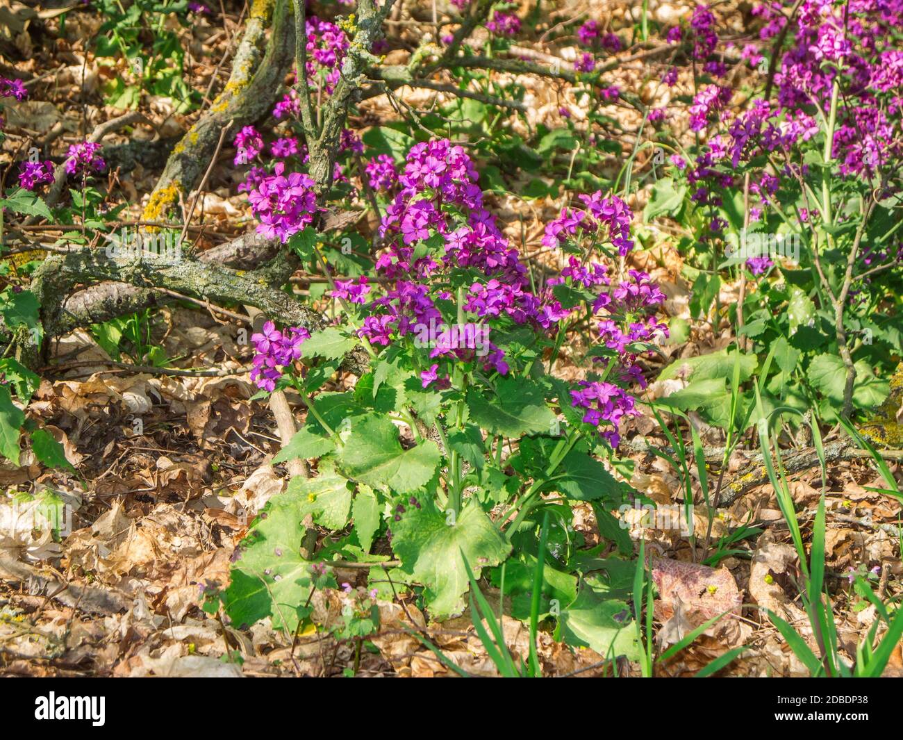 Collection de vivaces annuelles de feuilles d'argent (Latin: Lunaria annua) au bord de la forêt au printemps dans le Brandebourg / Allemagne. Banque D'Images