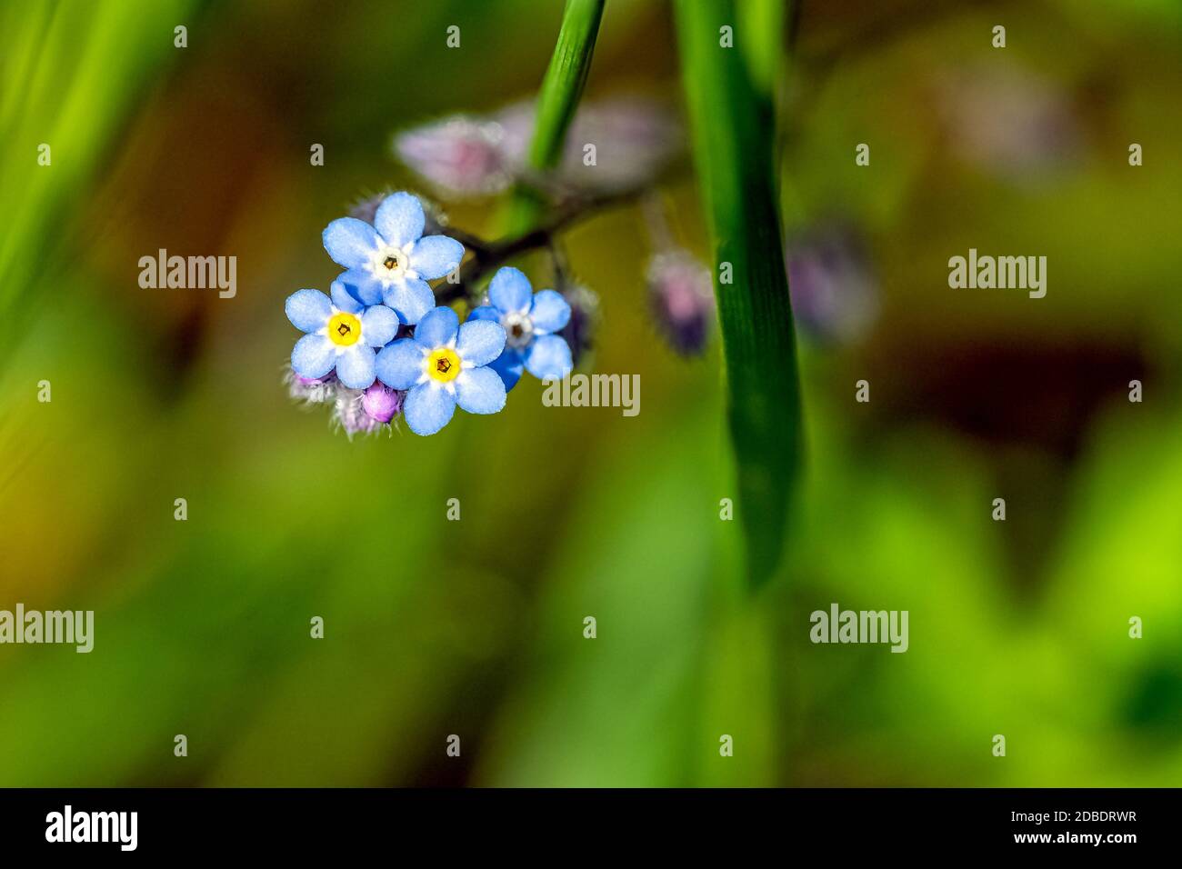 Myosotis sylvatica, connu sous le nom de bois ou forêt Forget-me-not Banque D'Images