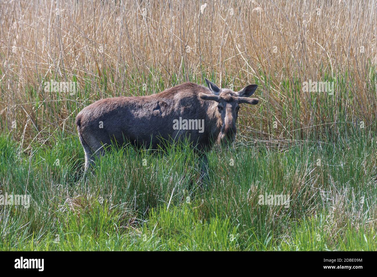 Orignal ou wapiti eurasien par une journée ensoleillée dans la campagne. Banque D'Images