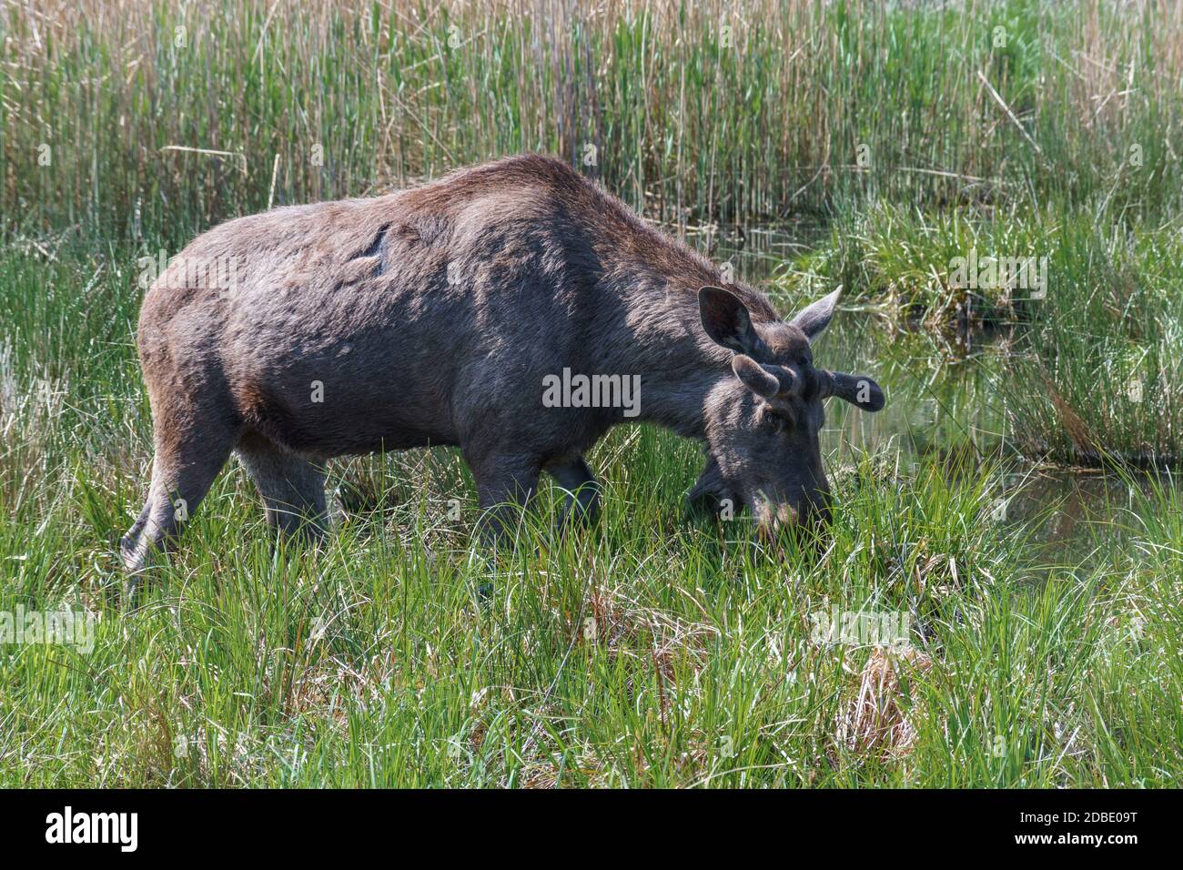 Orignal ou wapiti eurasien par une journée ensoleillée dans la campagne. Banque D'Images