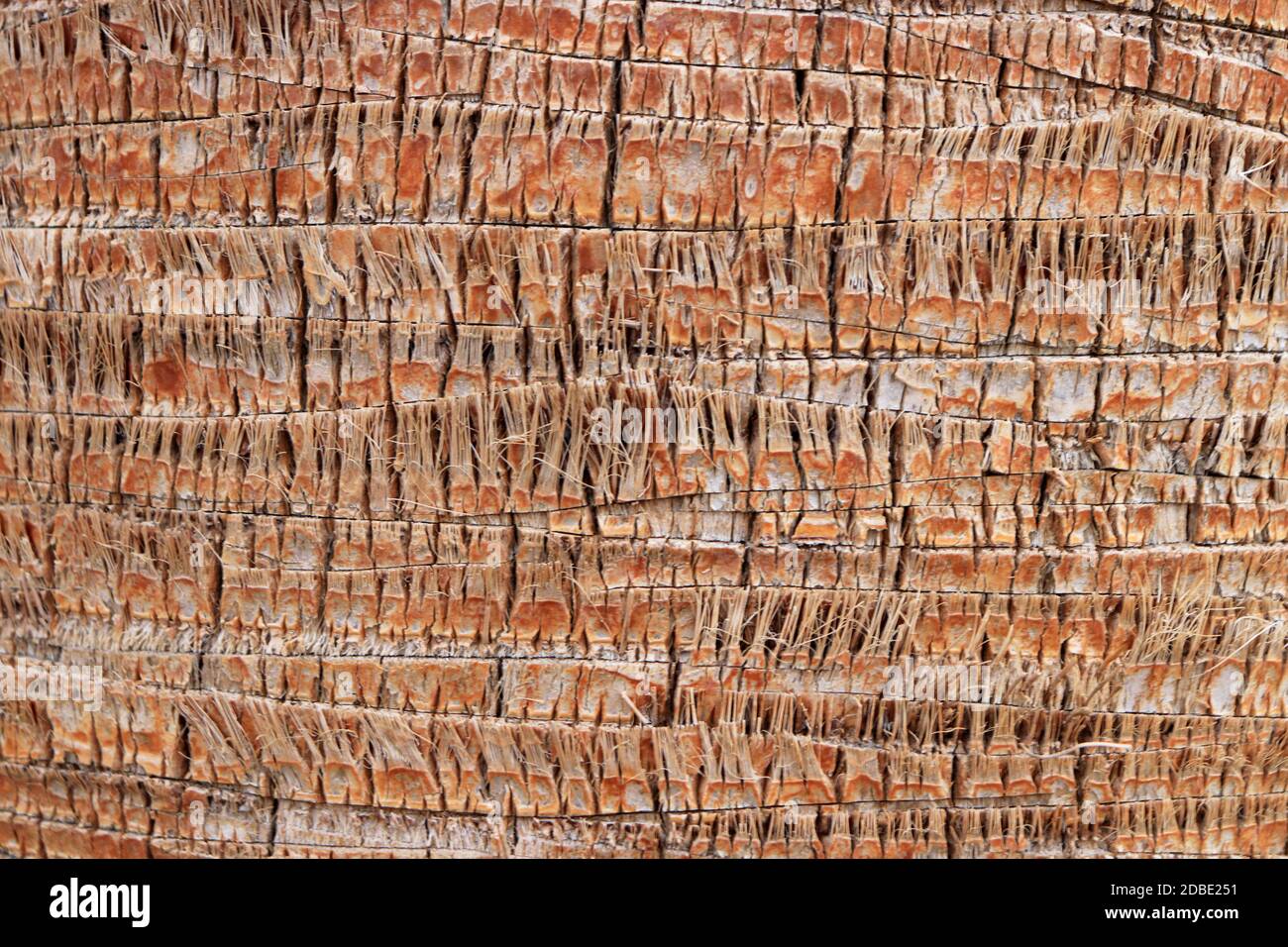 Le bois exotique en toile de fond. Motif de l'écorce de palmier la texture. Arrière-plan de lignes d'arbres tropicaux. Banque D'Images