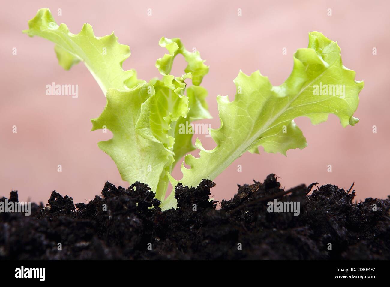 la plante de laitue gentilina Banque D'Images