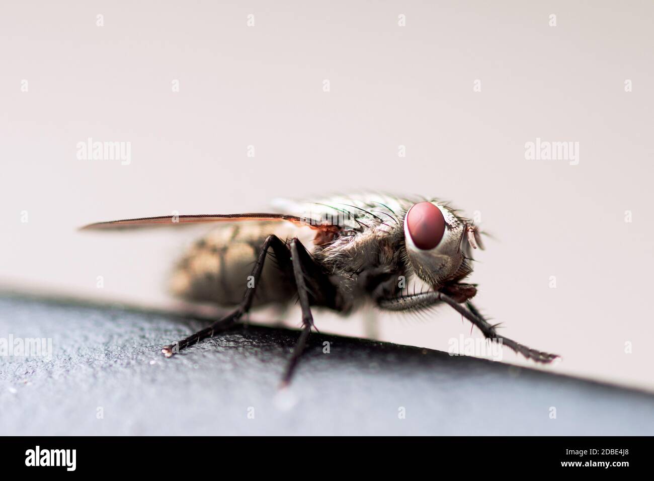 Photo macro de la mouche domestique ou de l'insecte de la mouche domestique sur fond clair. Banque D'Images