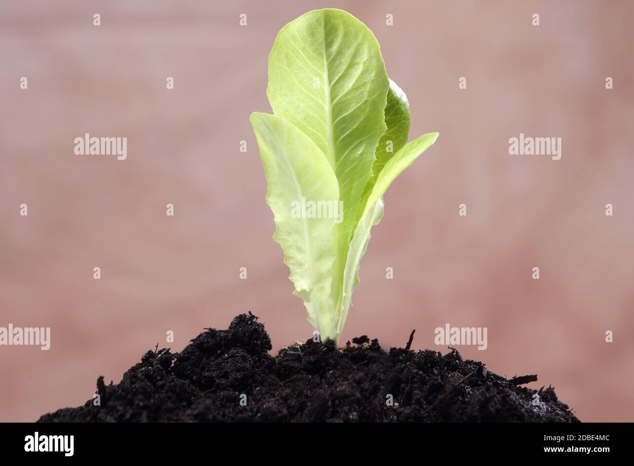 la laitue Banque D'Images