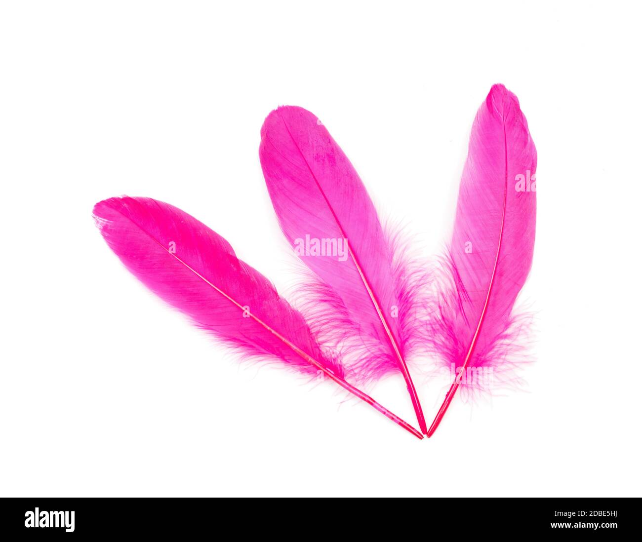 Plume rose foncé sur fond blanc Banque D'Images