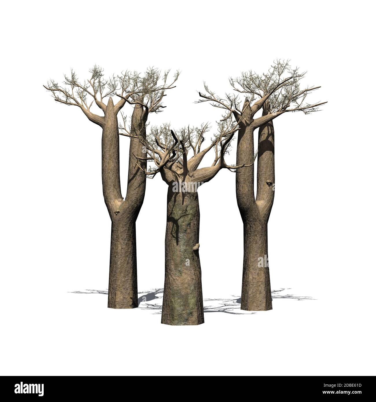 Un petit groupe d'arbres de Baobab malgache en hiver avec de l'ombre sur le  sol Photo Stock - Alamy