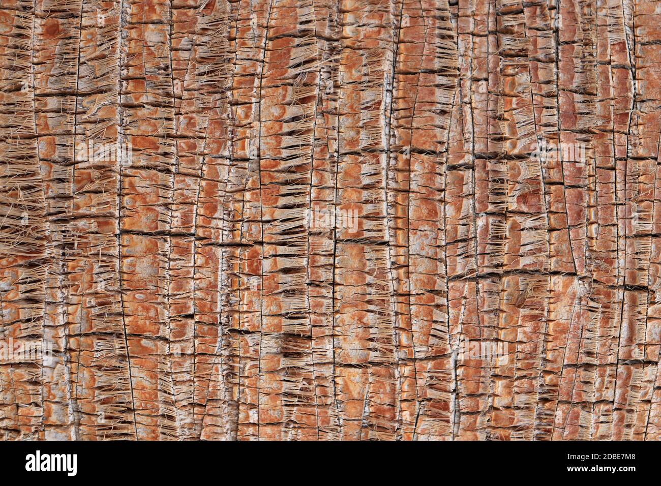 Arrière-plan de lignes d'arbres tropicaux. Motif de l'écorce de palmier la texture. Le bois exotique en toile de fond. Banque D'Images