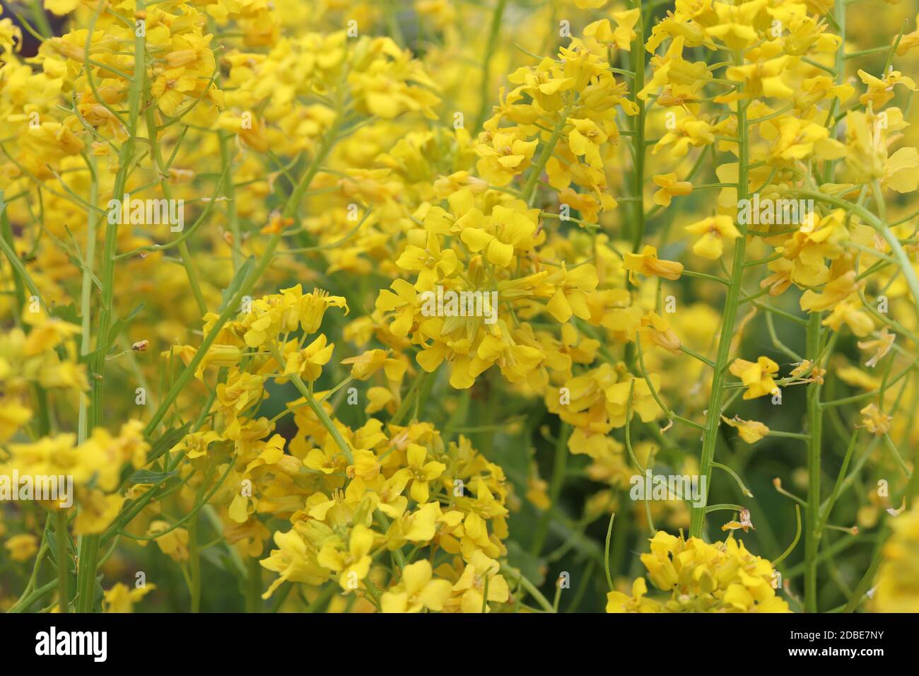 Glade avec beaucoup de fleurs jaunes. Macro gros plan. Remplissage de l'arrière-plan. Banque D'Images