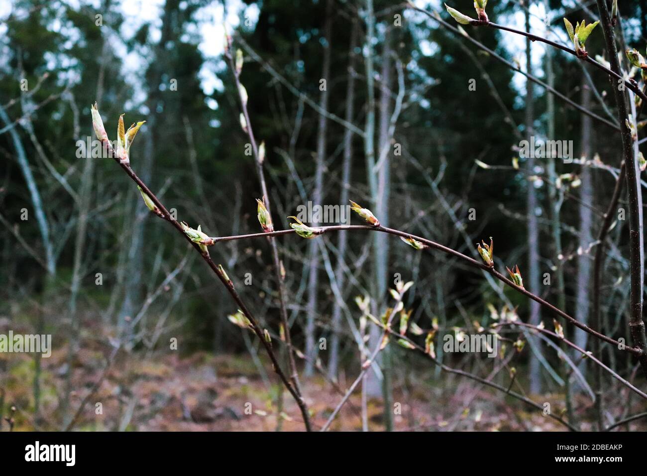 Les bourgeons de Bush commencent à fleurir au printemps dans la forêt Banque D'Images