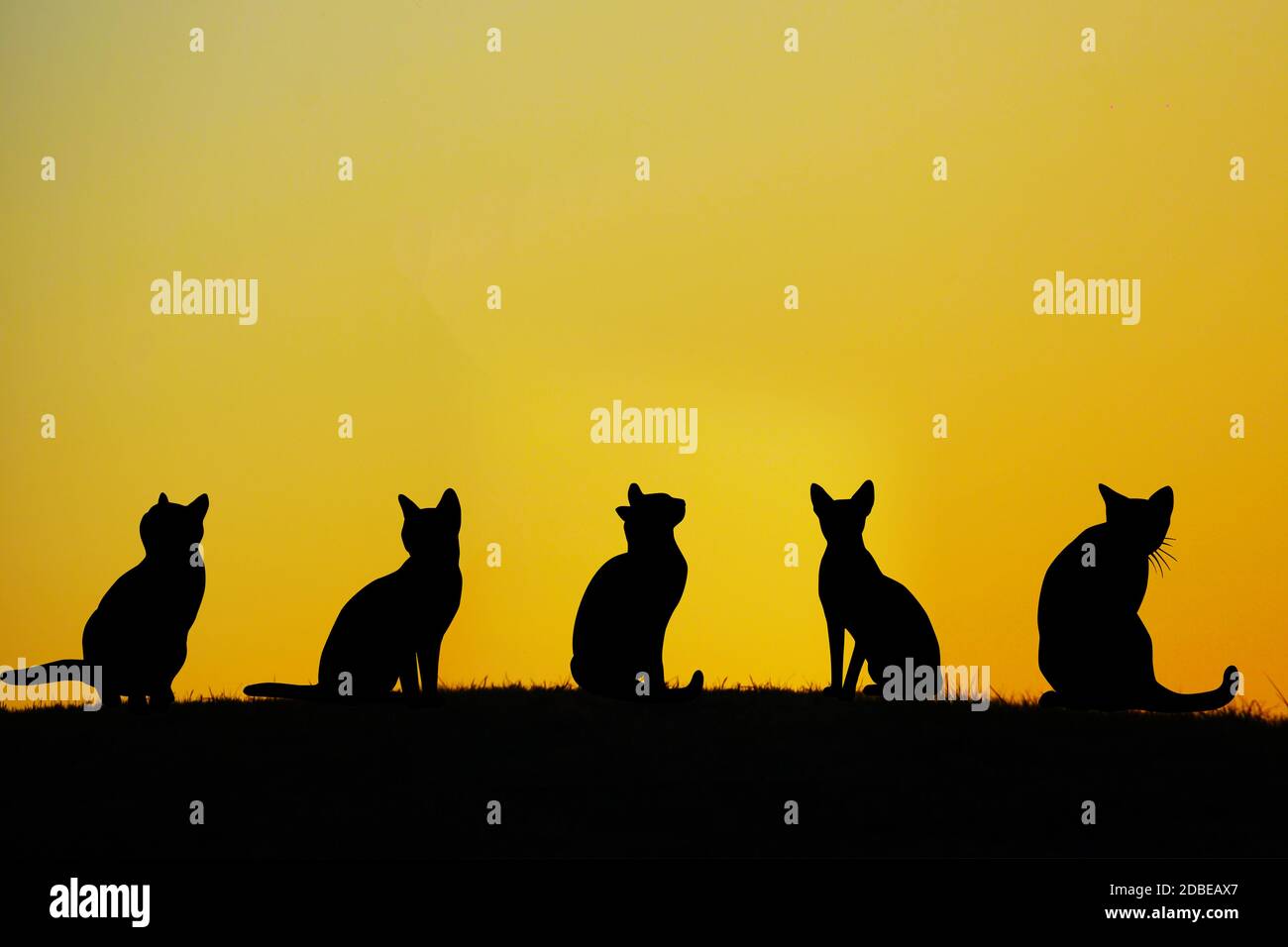 Chat de l'image qui se trouve dans les collines Banque D'Images