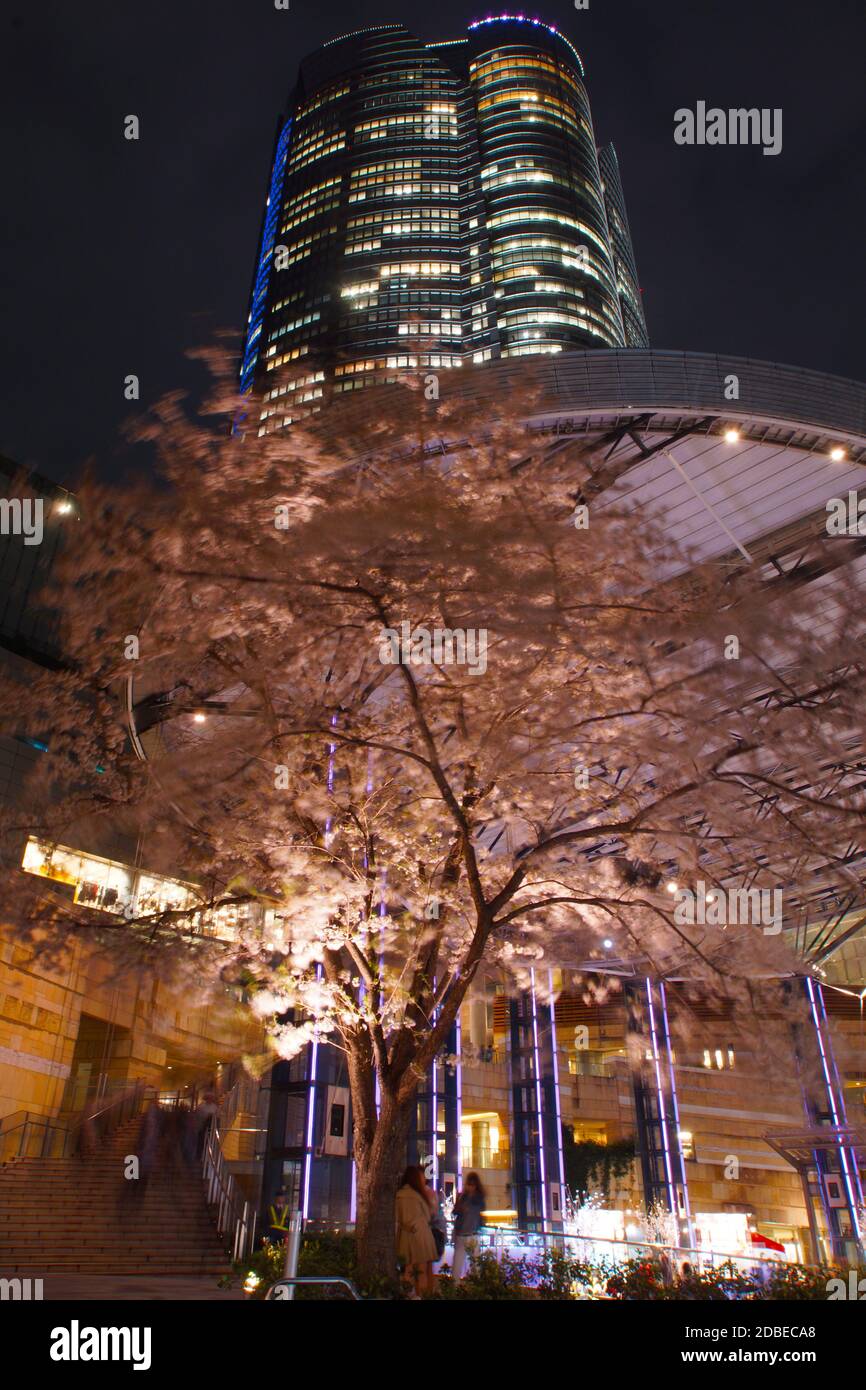 Roppongi Hills et la cerise Banque D'Images