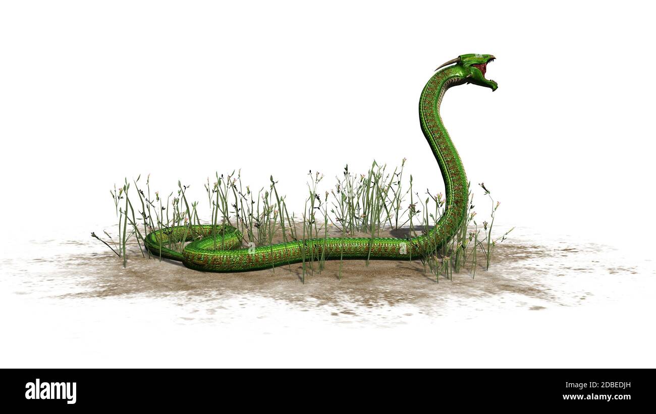 Serpent vert dans l'herbe sur fond blanc Banque D'Images