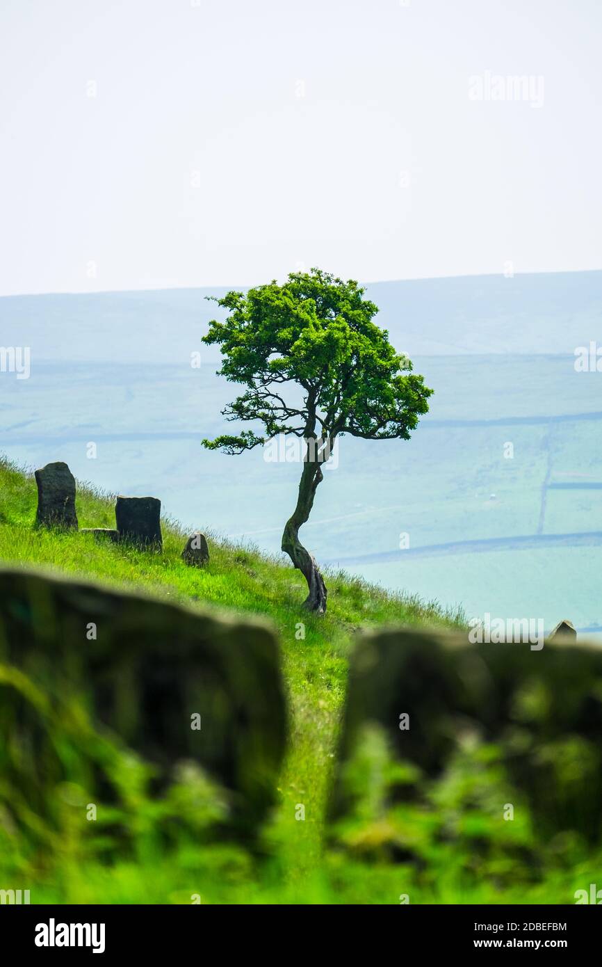 Paysage d'un seul arbre au parc national de Wycoller dans été Banque D'Images