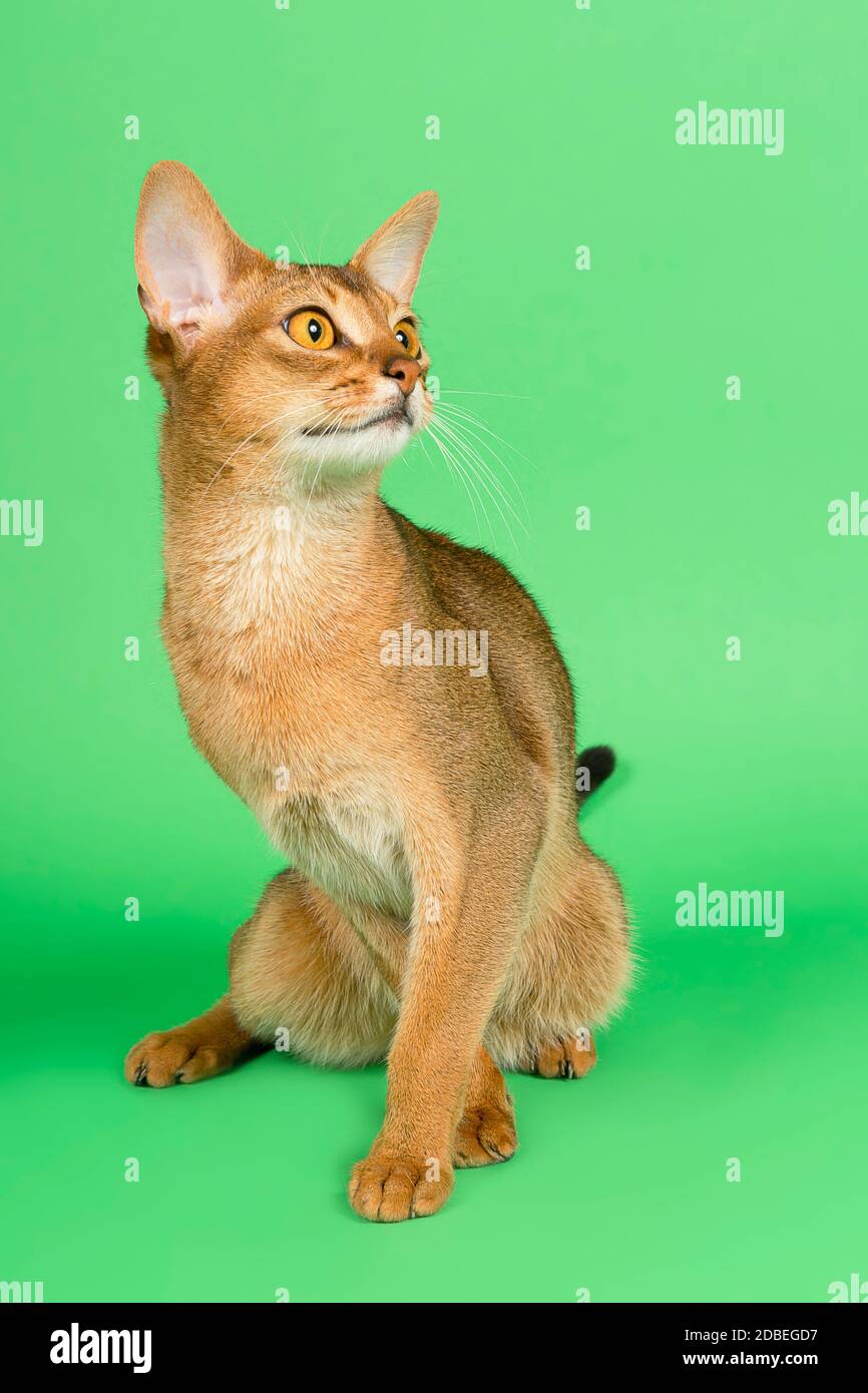 Abessinier Katze (Felis silvestris catus), Jungtier, Wildfarben, 2 Jahre, verdreht, Studioaufnahme Banque D'Images