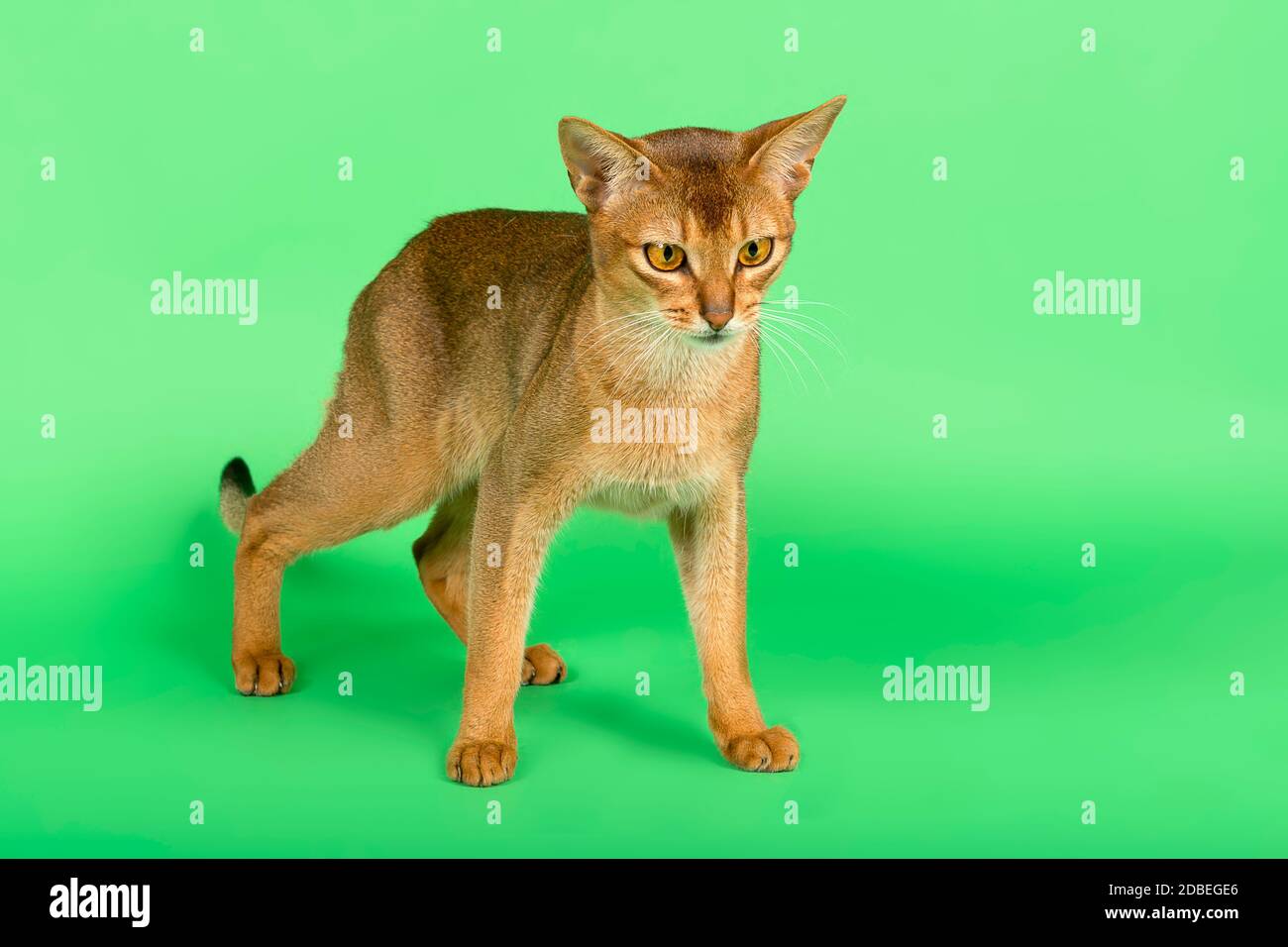 Abessinier Katze (Felis silvestris catus), Jungtier, Wildfarben, 2 Jahre, stehend, Studioaufnahme Banque D'Images