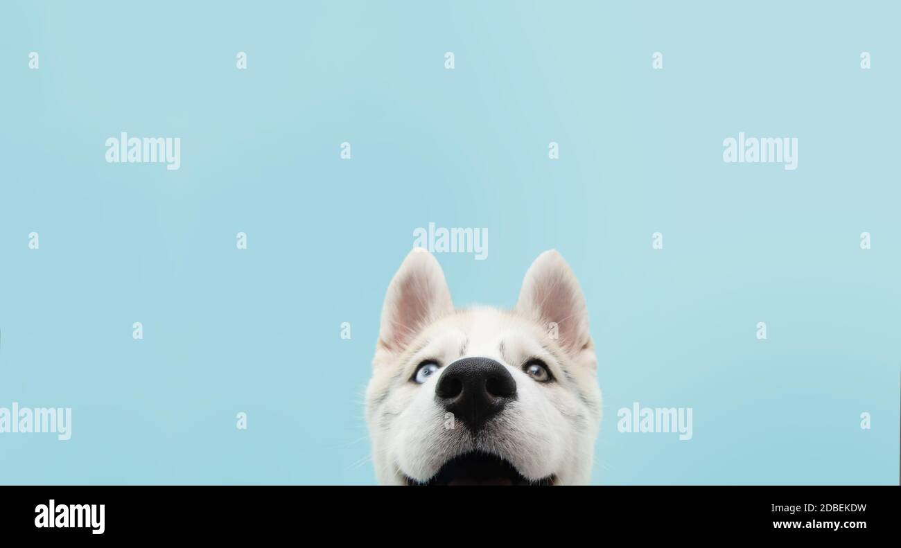 Gros plan cachez le chien husky avec des yeux colorés et une expression heureuse. Isolé sur fond bleu. Banque D'Images