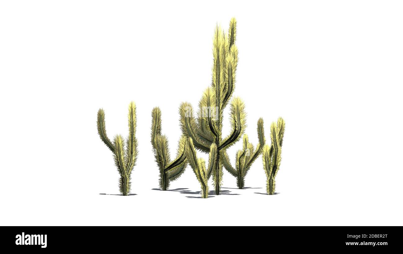 Grappe de cactus de la Jolla sur fond blanc Banque D'Images